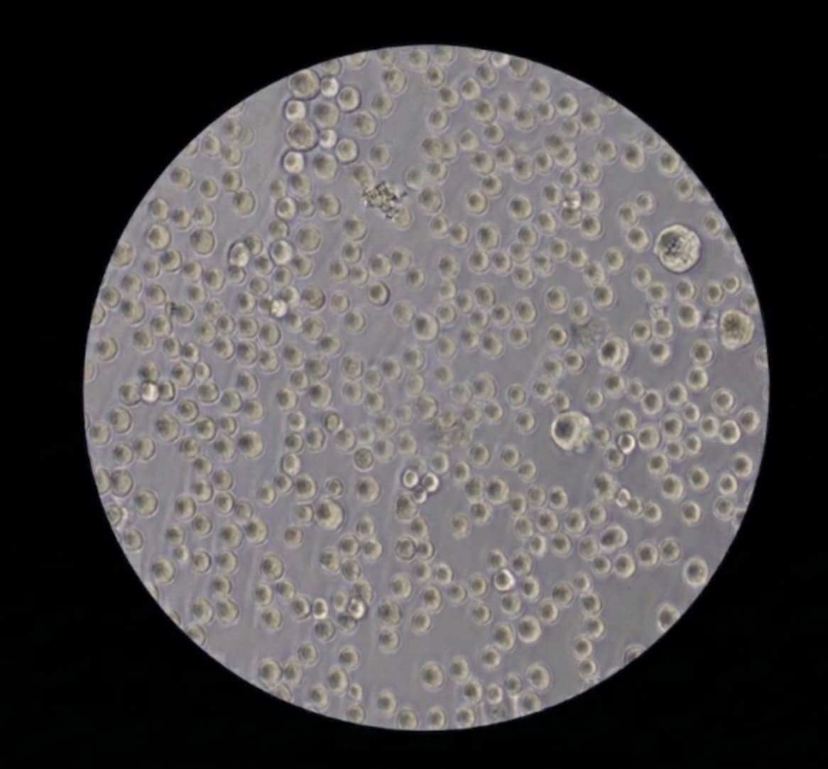 Fluorescence microscopy of human cells — cell seeding onto biodegradable scaffold